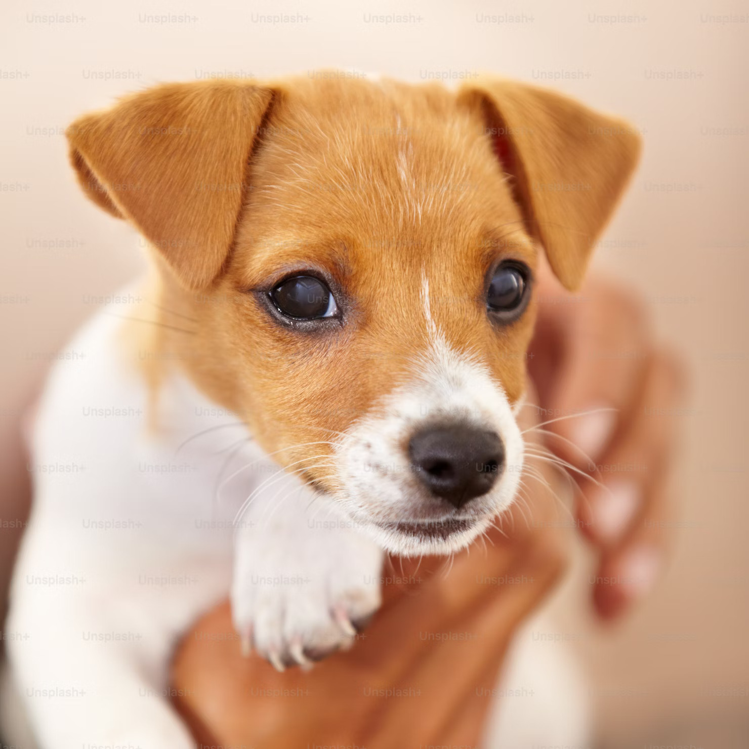 Introducing Agility Foundations to Puppies